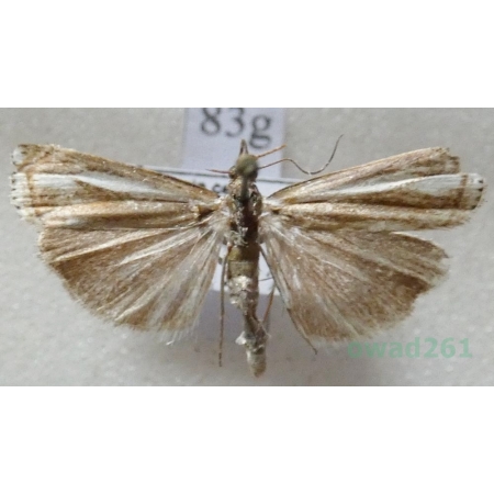 Agriphila inquinatella (Denis & Schiffermüller, 1775) Wachlarzyk śniadoszek Czech83g